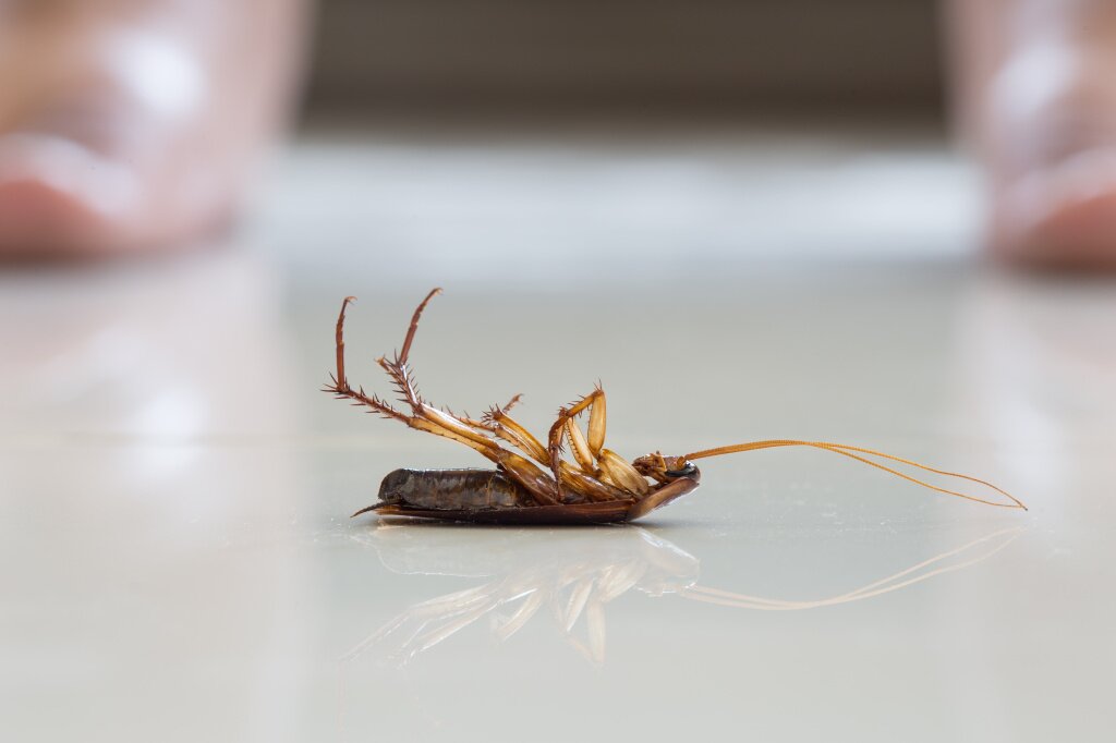 Обработка квартиры от тараканов: правила и стратегия - фото
